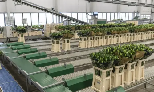 Crop Packaging and Distribution Conveyors