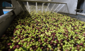 Belt Conveyor Washer