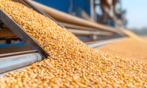 Grain Handling and Storage