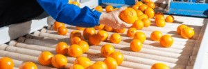 Fruit and Vegetable Conveyors Manufacturer