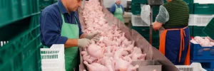 Meat Processing Conveyors